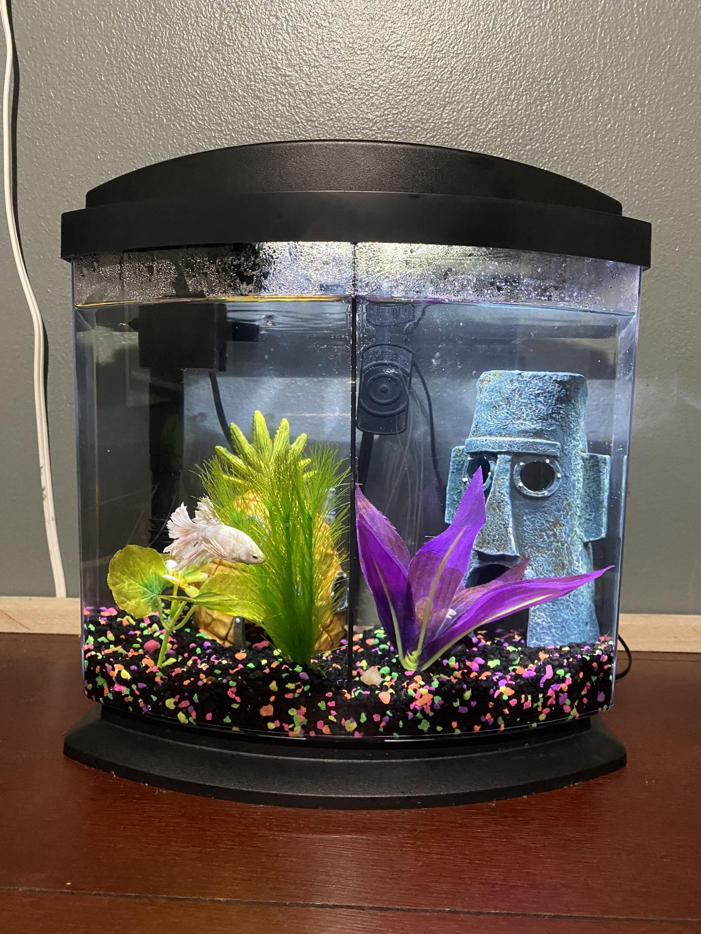 Two Male Beta Fish For Sale With Home Included