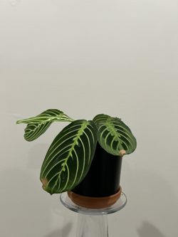 baby prayer plant