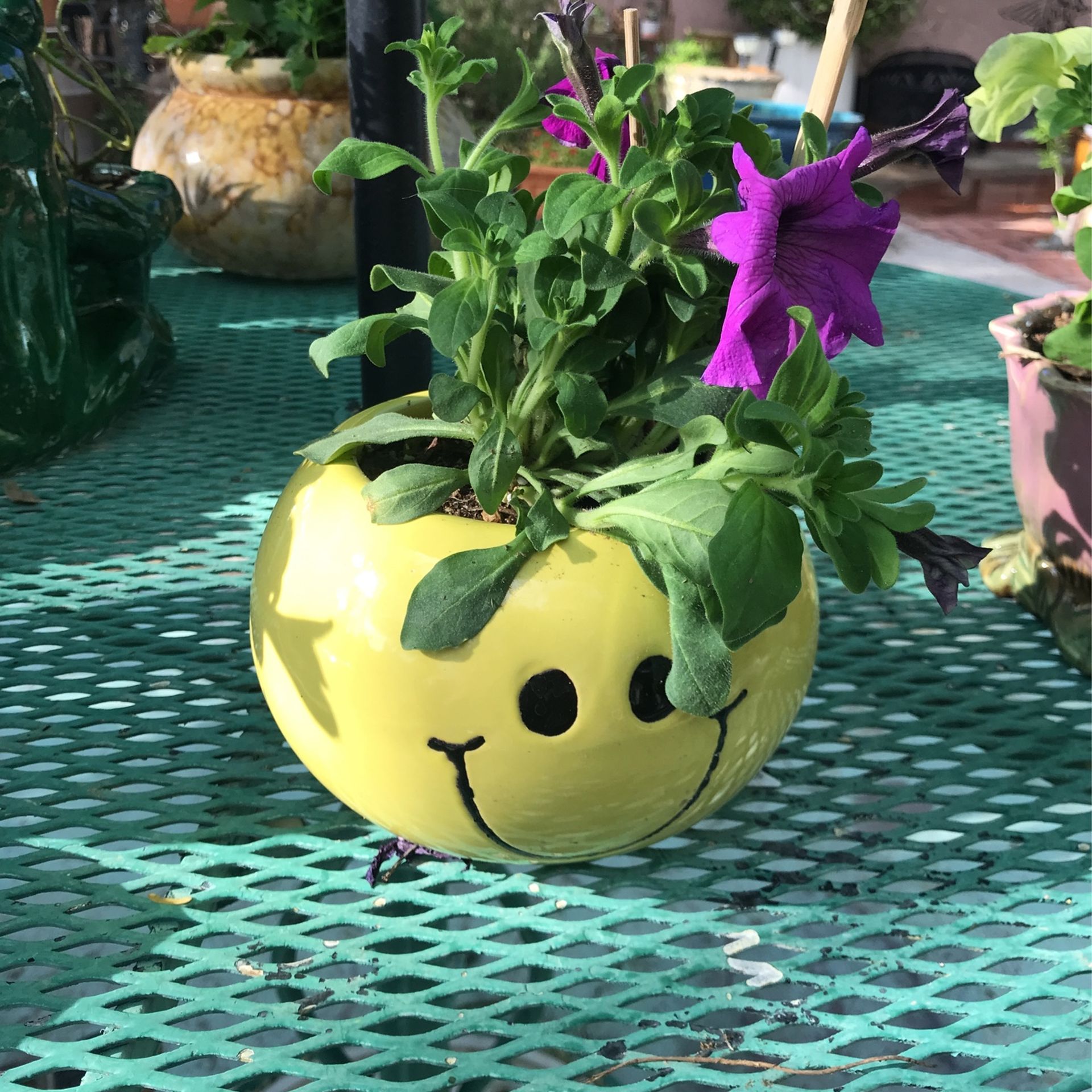 Petunia Purple Flower ,happy Face Pot , 8”x8”