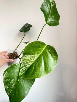 Monstera Albo Low Variegation