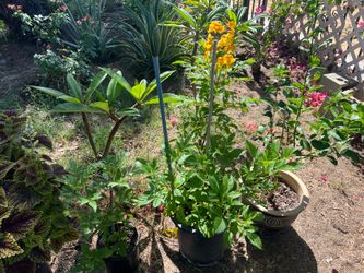 Plantas en venta/Plants for sale.