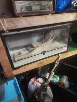 Lizard/reptile Tank