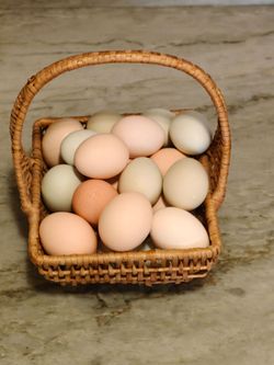Fresh Chicken Eggs - Fertile