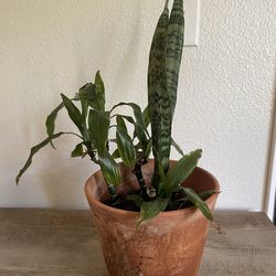 Potted Dracaena & Snake Plants
