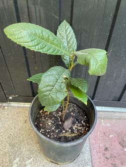 Mispero