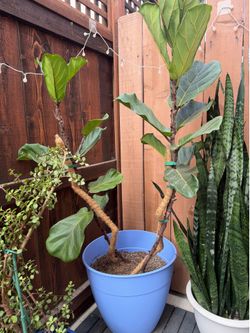 🌿 Large Fiddle Leaf – $18