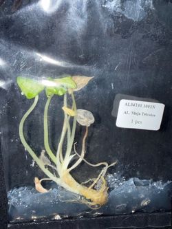 Alocasia Ninja Tri color TC
