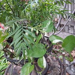 SELLING THE 4 PLANTS FOR $25 PICK UP IN SUN VALLEY 