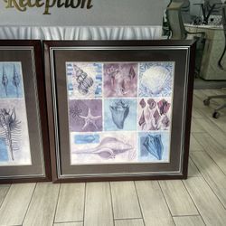 Sea Shells 🐚 Picture / Photo 