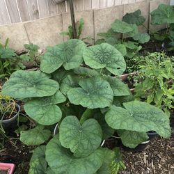 Hollyhock Flower Plant