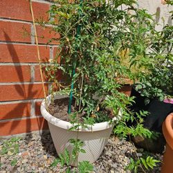 Jasmine with Pot