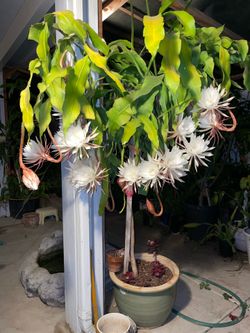 queen of the night