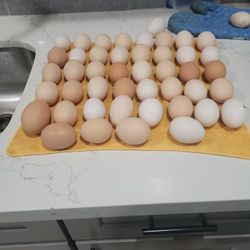 Fresh Eggs For Sale