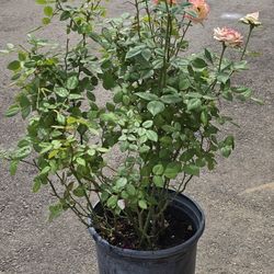 Rose Plant