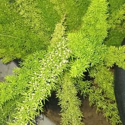 Beautiful Bush.