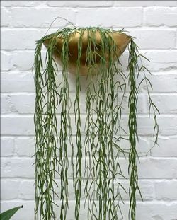 Rare Dancing Bones Cactus Succulent Plant/ indoor plant/ house plant/ flower Patio Garden