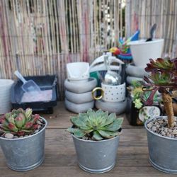 Mini Tin Succulent Planters – Farmhouse Style