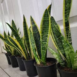 🌿Healthy Live Air Purifying Houseplant Mother In Law Tongue Or Snake Plant 13"-15" In Pot 4" ~ Easy To Grow ~ $8/Ea