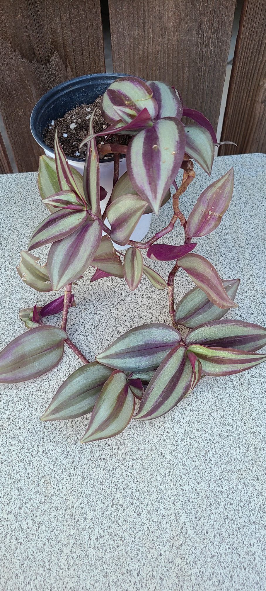 House plant 'Wandering Jew Purple aka Tradescantia' pallida Foliage Hanging Plant