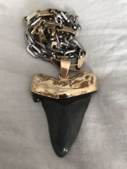 Megalodon Sharks tooth