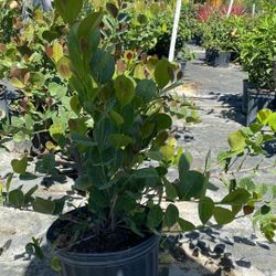 Healthy Cocoplum Plant – 3-Gallon Size for Only $7