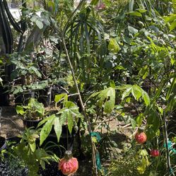 Arbolitos De Hojo De Tigre O Lámparitas Varios Tamaños 