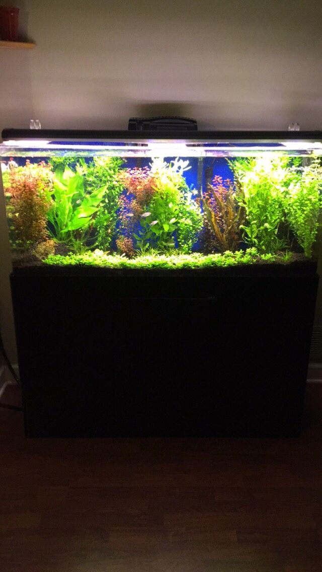 Clarity Plus 55 Gallon Acrylic Aquarium , Stand , And Hood