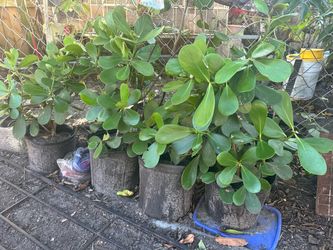 Clusias plants