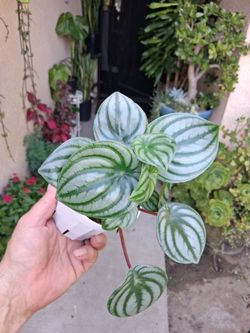Peperomia Watermelon 🍉 Plant $15