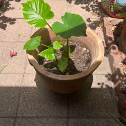 Plants
