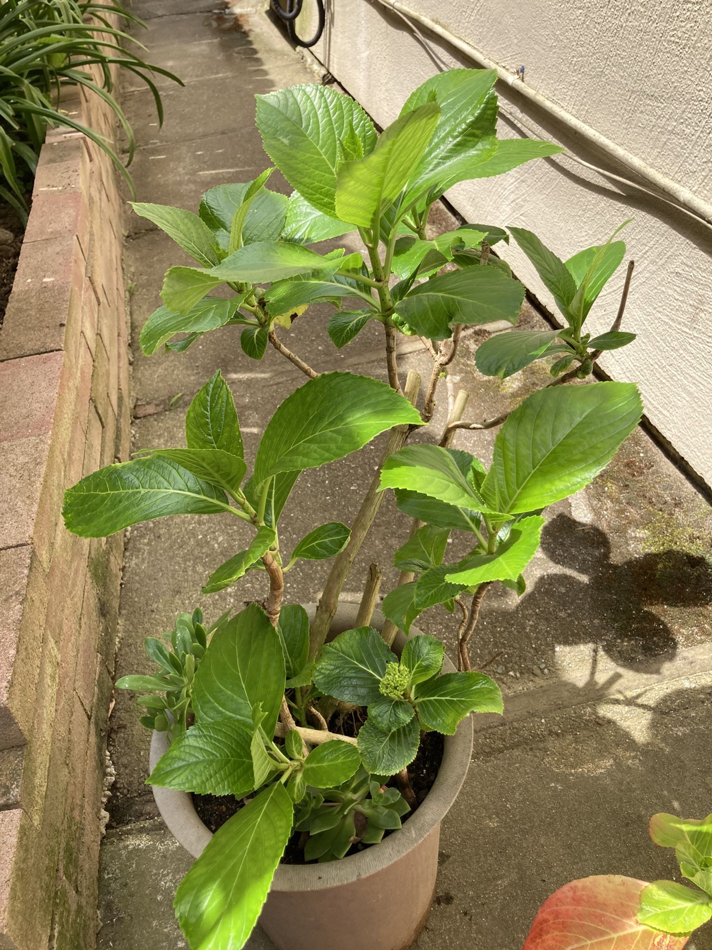 Hydrangea Plant