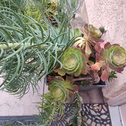 Plant Succulent Cacti 