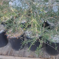 Madagascar Elephant Tree 7 Years Old