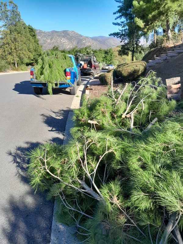 Good morning, my name is Daniel. And if they need to help with the cleaning of their land either. for shrubs or weeds. if you like. I have recommendat