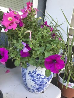 Petunias in a ceramic vase