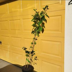 Dwarf everbearing mulberry plant