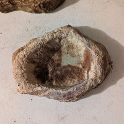 Reptile Feeding Dishes