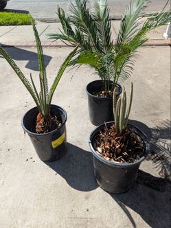 Sago palm
