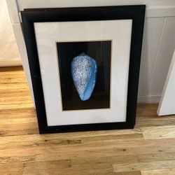 Picture of Seashell