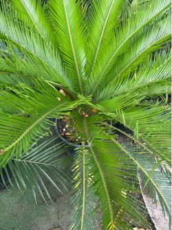 Sago Palm