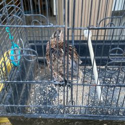 Male Quail 