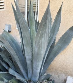 Blue Agave Large Plant