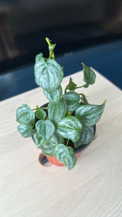 Small Silver Satin Pothos (Scindapsus pictus) in a nursery pot