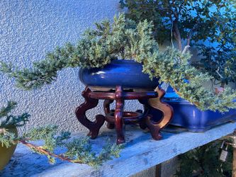 Bonsai Flying Eagle Japanese Garden Juniper $65 Each Firm for Sale in  Fresno, CA - OfferUp