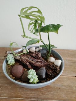 Water plant garden