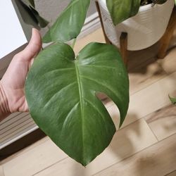 Split Leaf Plant