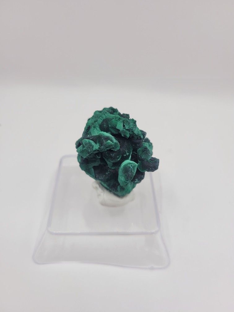 Velvet Malachite