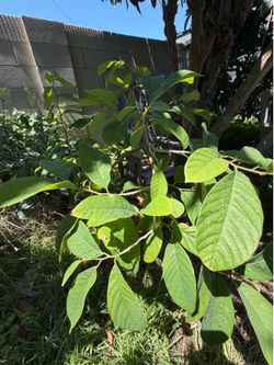 Cherimoya Trees