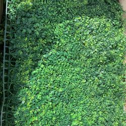 Box Of Greenery Panels New