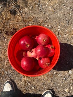 Organic Pomegranates